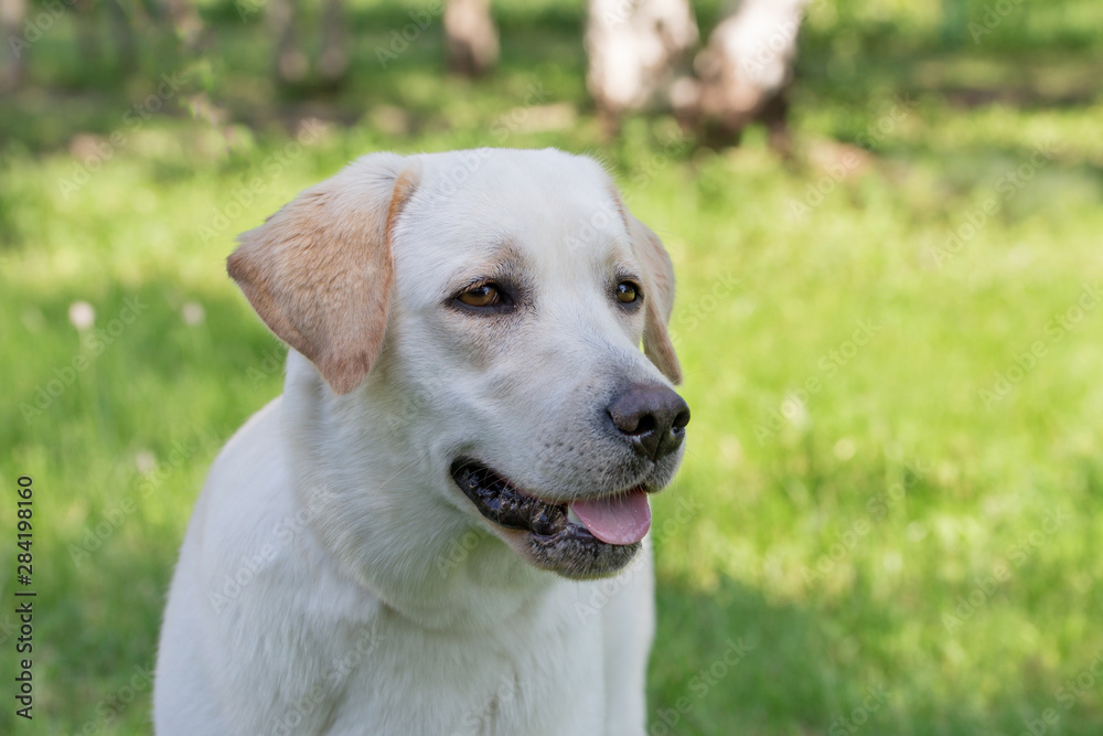 Portrait of labrador retriever puppy is standing on a green grass. Pet animals. Portrait of labrador retriever puppy is standing on a green grass. Pet animals.