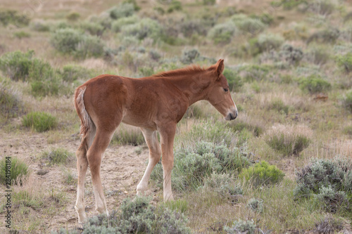 Cute Wild Horse Foal in the Utah Desert