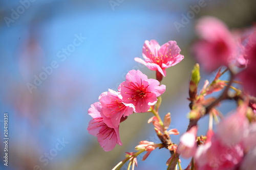 Beautiful cherry blossoms with blue sky background and bokeh. Trees with sakura flowers.