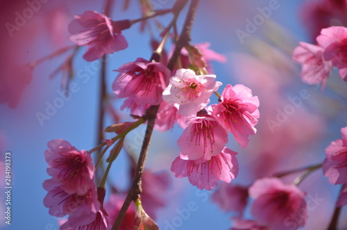 Beautiful cherry blossoms with blue sky background and bokeh. Trees with sakura flowers.