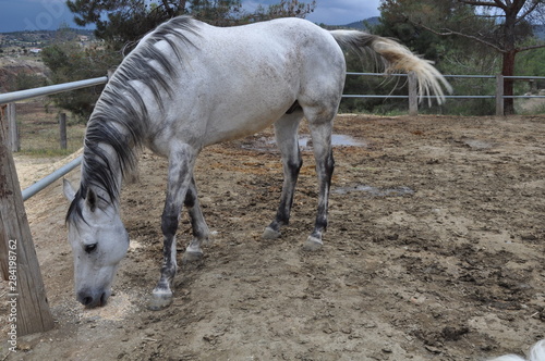 The beautiful Animal Horse in the natural environment (farm)