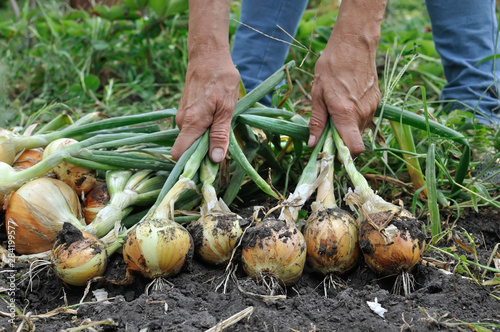 Obraz na plátně gardener's hands harvesting ripe organic onion in the vegetable garden