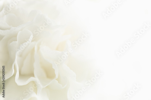 White Flower Background, Wedding Sympathy Floral Wallpaper, White Carnation Macro Closeup © Natalia Ladden 