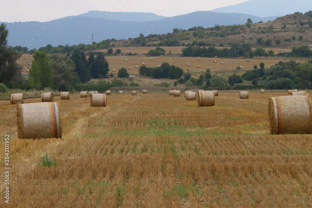 Harvested straw field with round dry hay bales in front of mountain range. Cut and rolled hay bales lay in a field