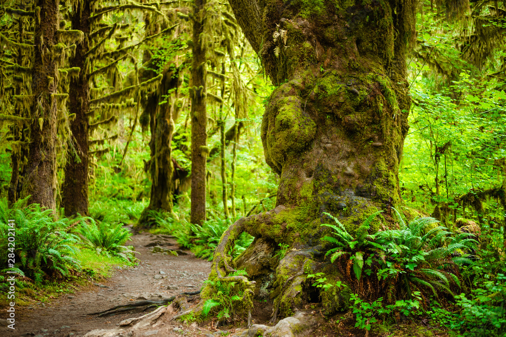 enchanted path in the rain forest enchanted path in the rain forest