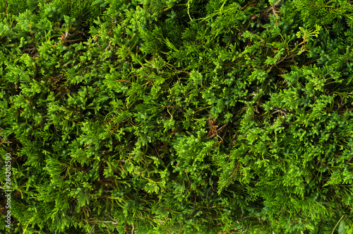 Green foliage pattern