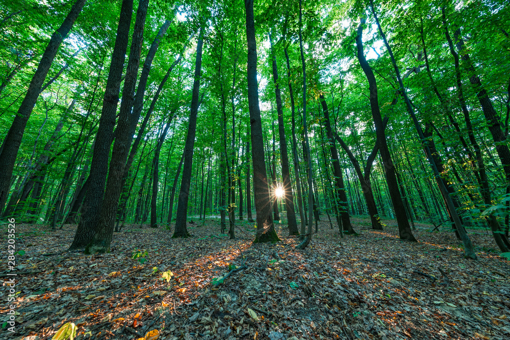 Forest trees. nature green wood sunlight backgrounds.. Forest trees. nature green wood sunlight backgrounds..
