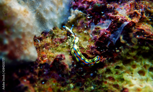 Thuridilla hopei - Sacoglossan sea slug,  underwater shoot in the Mediterranean sea © Kolevski.V