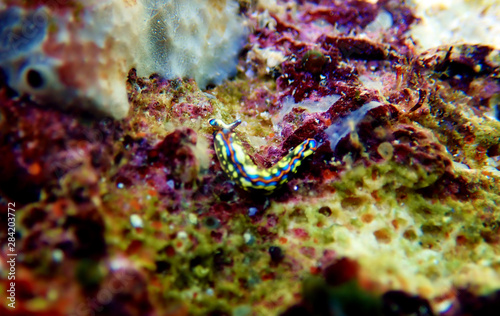 Thuridilla hopei - Sacoglossan sea slug,  underwater shoot in the Mediterranean sea photo