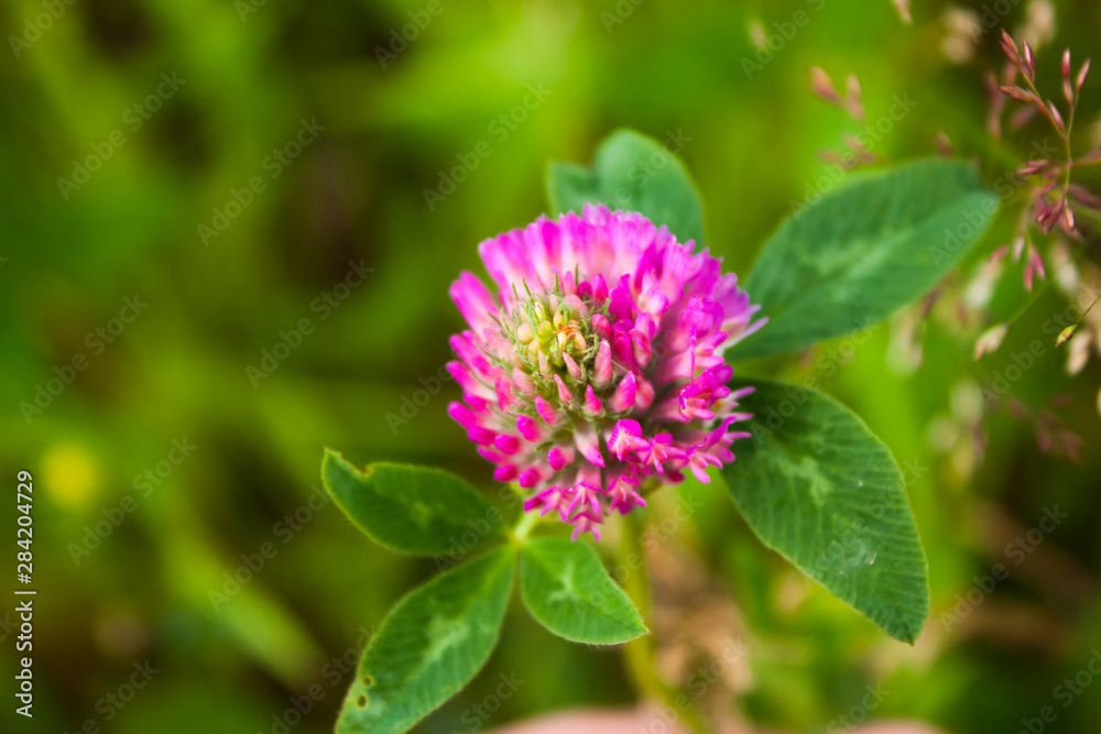 red clover (Trifolium pratense) on a green background, selective focus red clover (Trifolium pratense) on a green background, selective focus