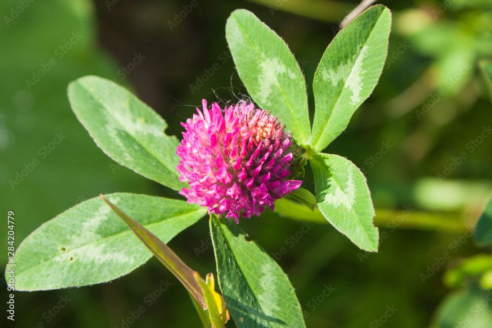 red clover (Trifolium pratense) on a green background, selective focus red clover (Trifolium pratense) on a green background, selective focus