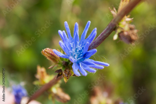 Wallpaper Mural blue chicory flower (Cichorium) on the background of gray-green grass Torontodigital.ca