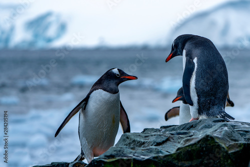 Gentoo penguins in Antarctica on shore