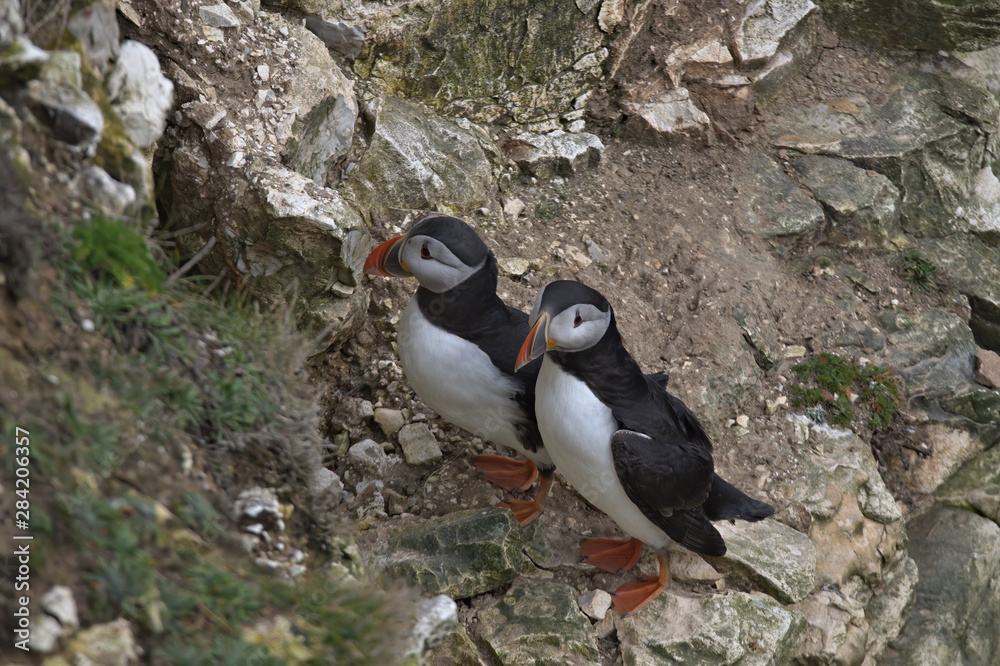 Fototapeta premium Atlantic puffin , Fratercula arctica
