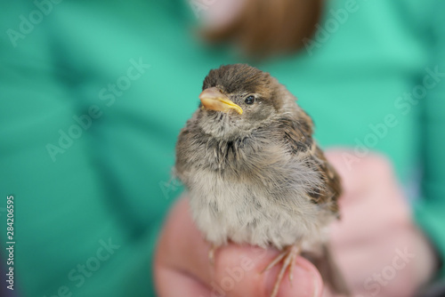 Little Sparrow in hand outdoors, Environmental protection concept. © egor_valeev