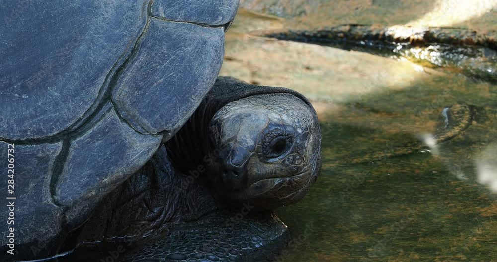 The Aldabra giant tortoise (Aldabrachelys gigantea) on Curieuse island (the site of a successful wild tortoise conservation program) of Praslin island in the Seychelles