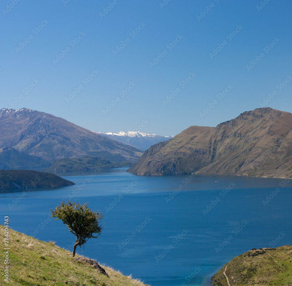 A lonely tree and the Wanaka lake in the distance near Roy's Peak in New Zealand