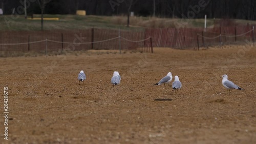 Group of Seagulls Walk and Fly photo