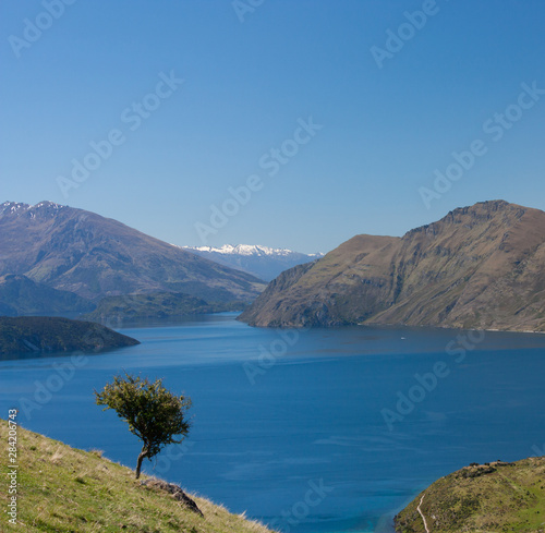 A lonely tree and the Wanaka lake in the distance near Roy's Peak in New Zealand