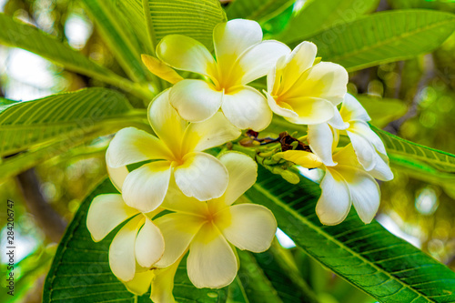 beautiful plumeria flowers on tree in summer