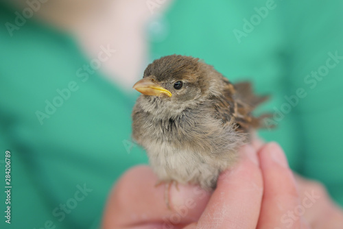 Little Sparrow in hand outdoors, Proximity concept with nature © egor_valeev