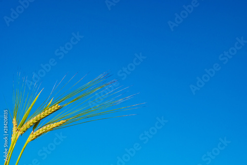 three green ears of rye close-up on a background of blue sky