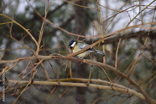 Wild bird on a branch at winter
