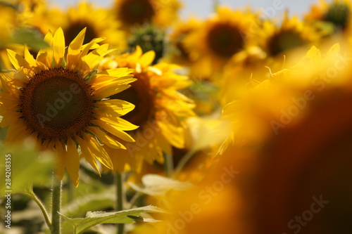 Flor de girasol