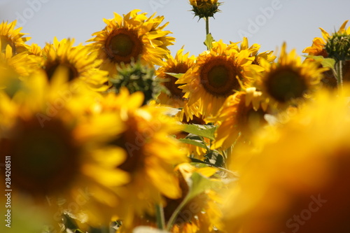 Campo de Girasol