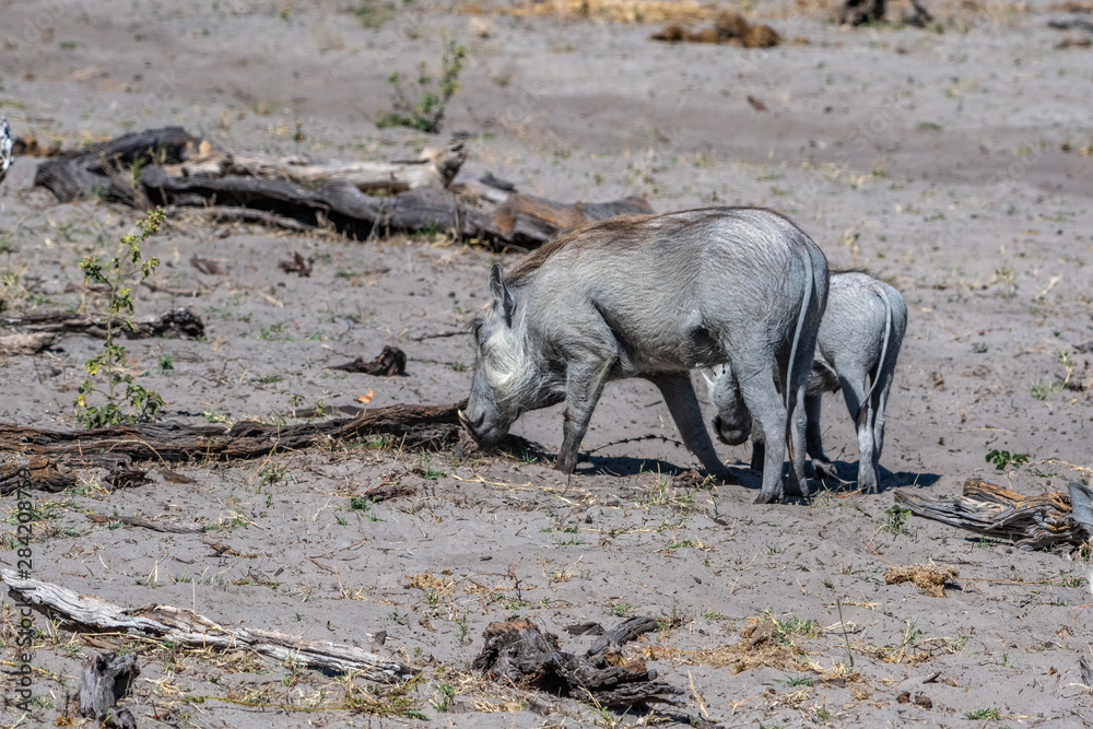 warthog