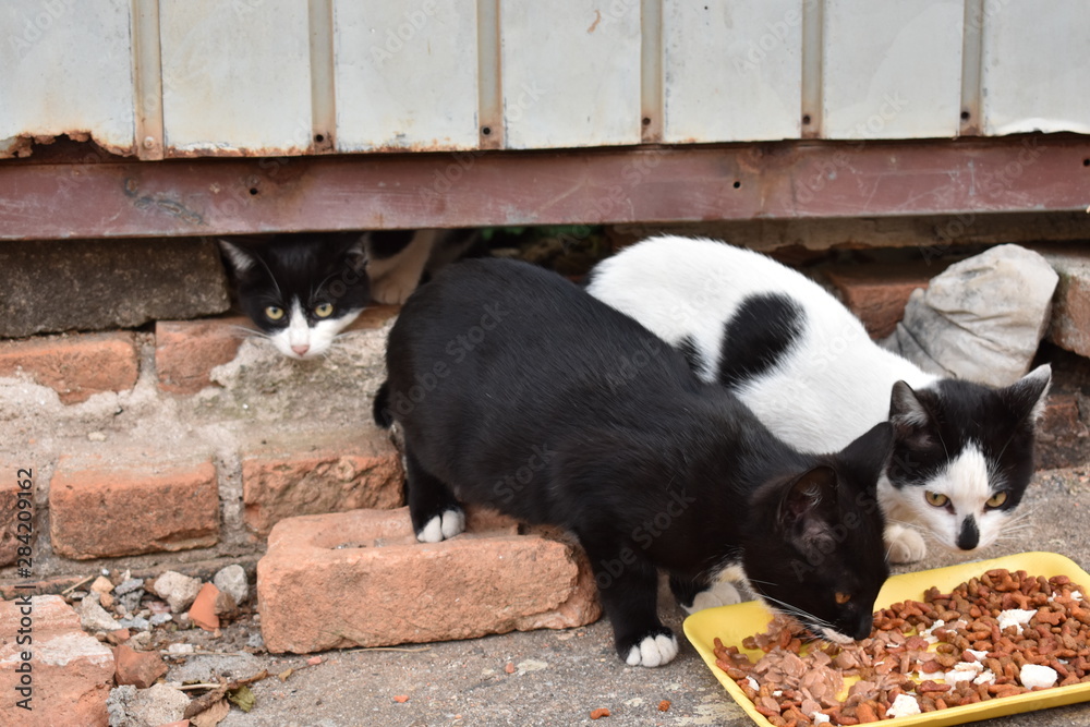 Gatos de rua comendo ração em uma calçada