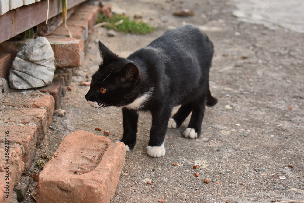 Gato de rua preto com patas branca