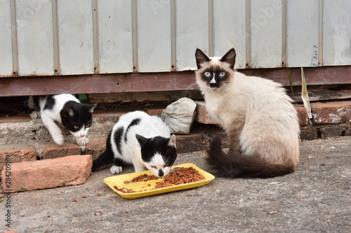 Gatos de rua comendo ração na calçada