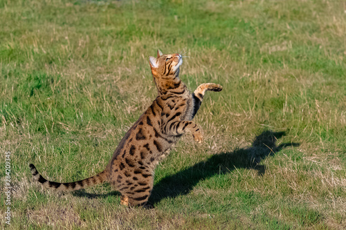 Bengal cat jumping in the garden  beautiful pet trying to catch something