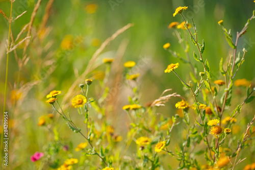 Blooming yellow flowers in meadow in summertime. Beautiful nature - wild yellow flowers in the grass.