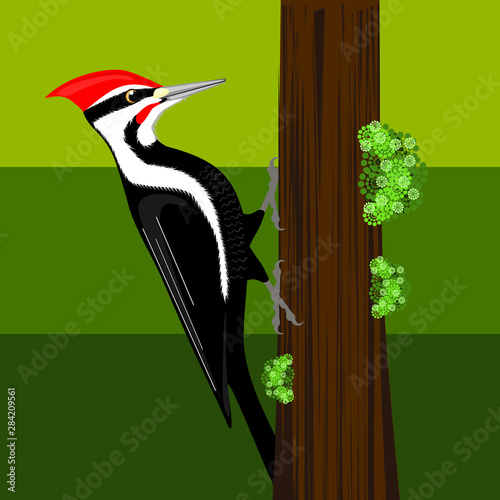 Woodpecker 