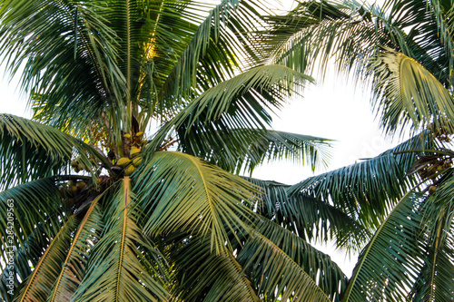 coconut palm tree with coconuts
