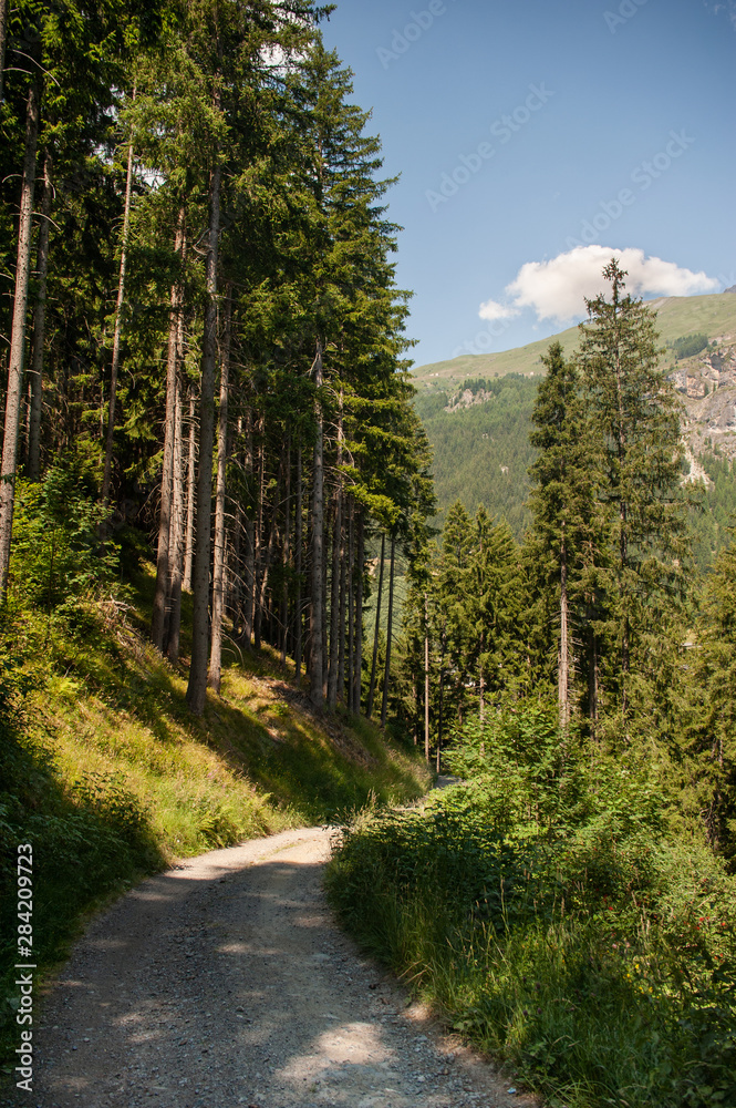 Road in the forest of Italian Alps in summer day 