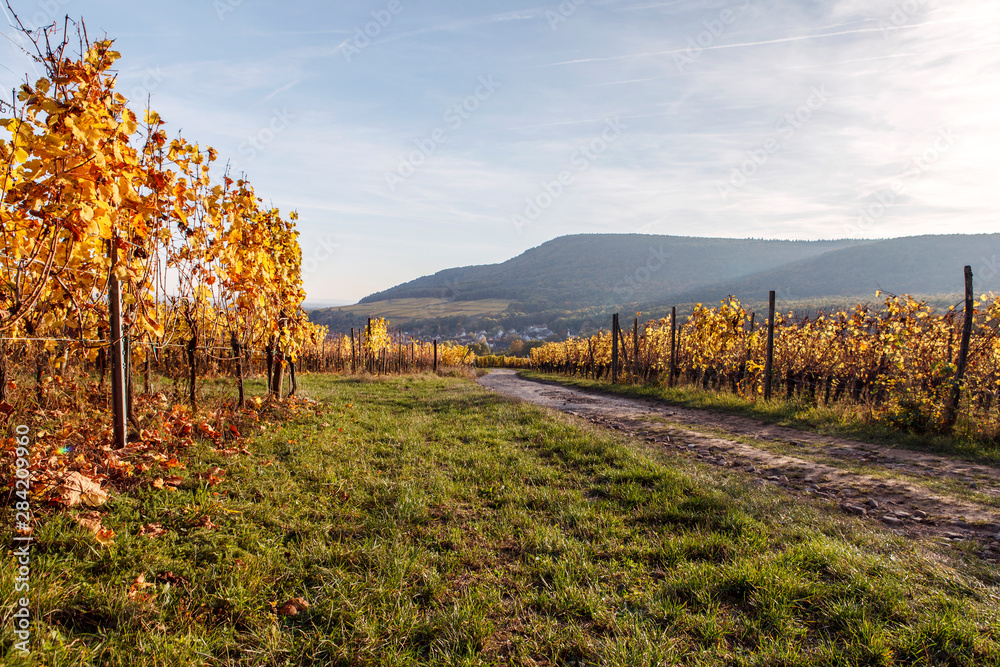 Landscape of vineyard of autumnal sunlight. Around the 