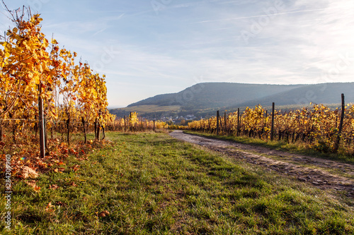 Landscape of vineyard of autumnal sunlight. Around the "Route du Vin" d'Alsace, france 