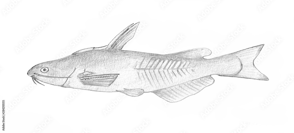 Obraz premium Brazhnikov's catfish. Hand drawn black pencil realistic illustration.