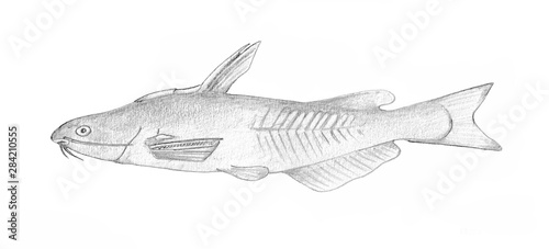 Brazhnikov's catfish. Hand drawn black pencil realistic illustration.