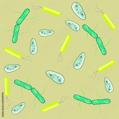 Bacteria