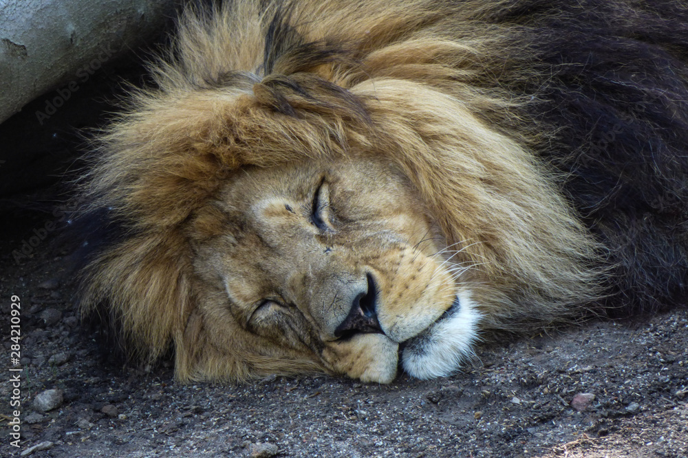 Naklejka premium Löwe