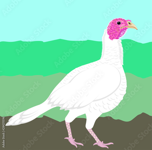Turkey farm raised