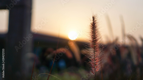 Beautiful sunset with grass and flowers in the foreground on a winter evening.