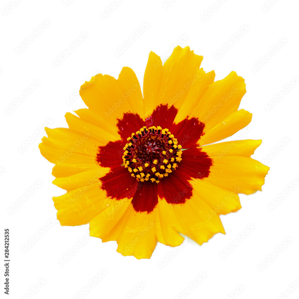 Yellow flower Isolated on a white background. Close-up. Yellow flower Isolated on a white background. Close-up.