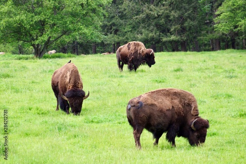 bison in washington