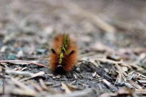 caterpillar on leaf