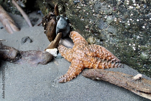 starfish on the beach